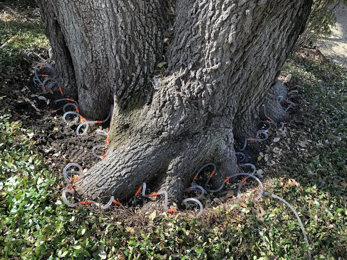 Detailed Tree Cabling and Bracing job site in Seymour