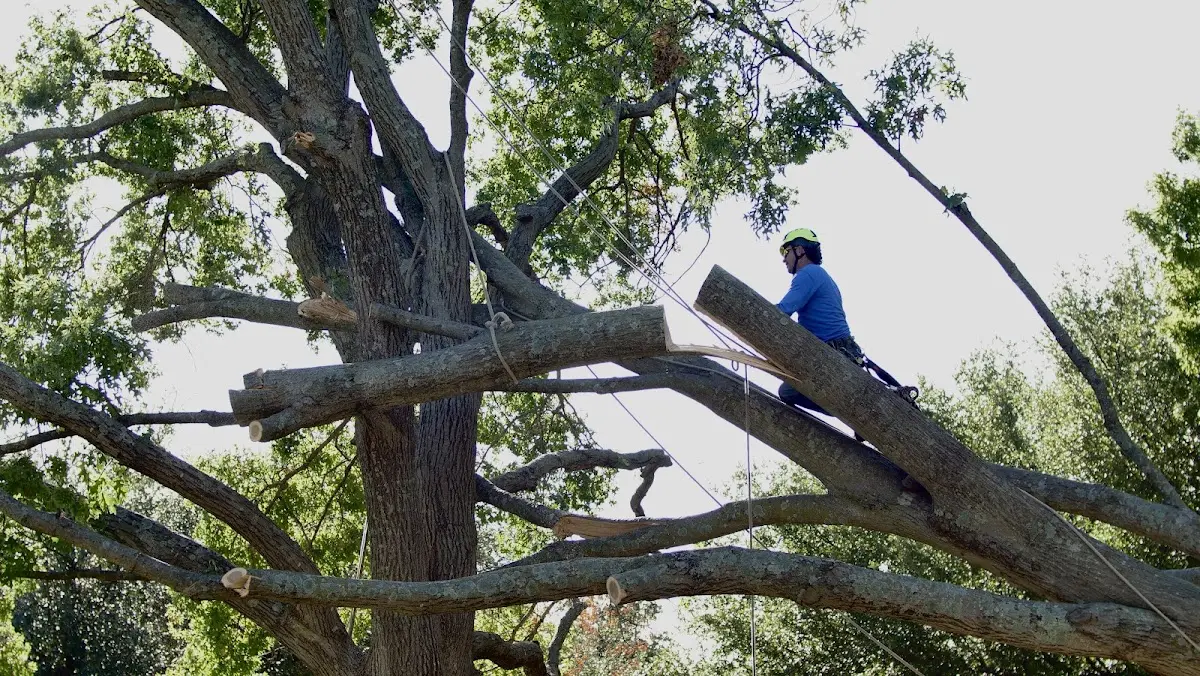 Professional Hazardous Tree Removal performed by certified arborists in Seymour